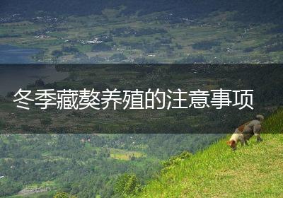 冬季藏獒养殖的注意事项