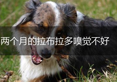 两个月的拉布拉多嗅觉不好