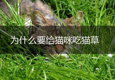 为什么要给猫咪吃猫草