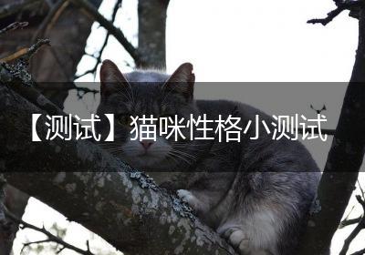 【测试】猫咪性格小测试