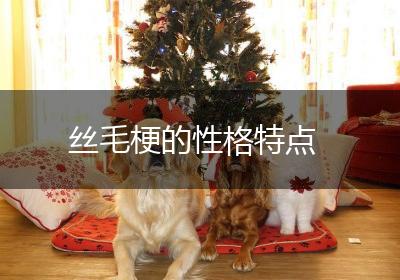 丝毛梗的性格特点