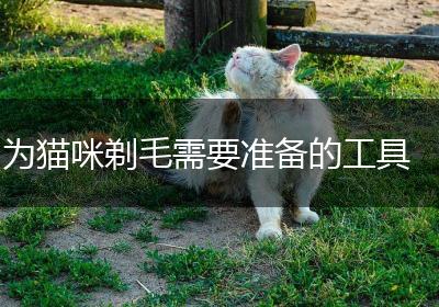 为猫咪剃毛需要准备的工具