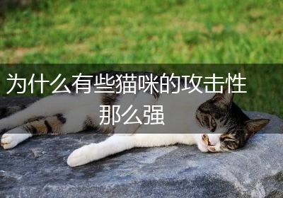 为什么有些猫咪的攻击性那么强