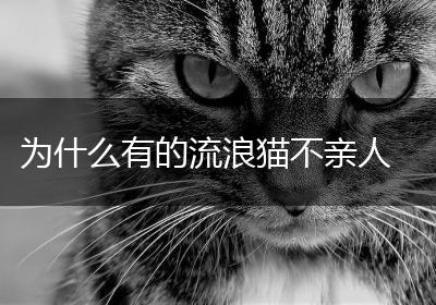 为什么有的流浪猫不亲人