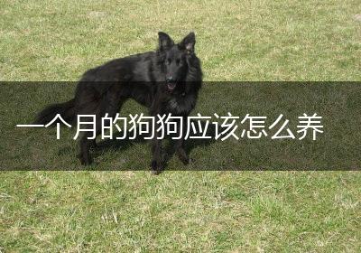 一个月的狗狗应该怎么养