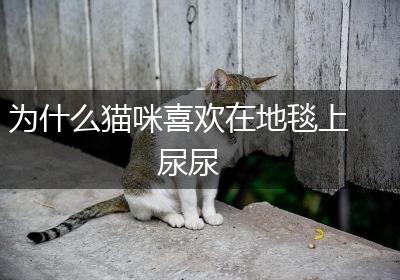 为什么猫咪喜欢在地毯上尿尿