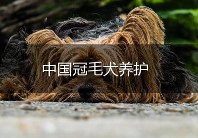 中国冠毛犬养护