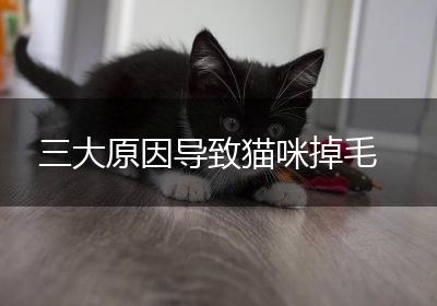 三大原因导致猫咪掉毛