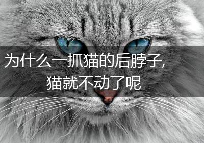 为什么一抓猫的后脖子,猫就不动了呢