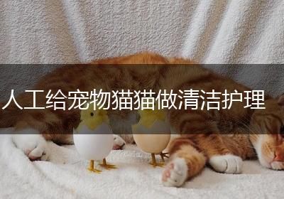 人工给宠物猫猫做清洁护理