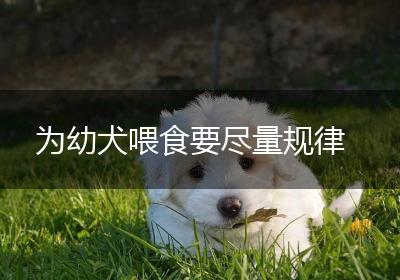为幼犬喂食要尽量规律