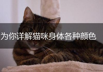 为你详解猫咪身体各种颜色