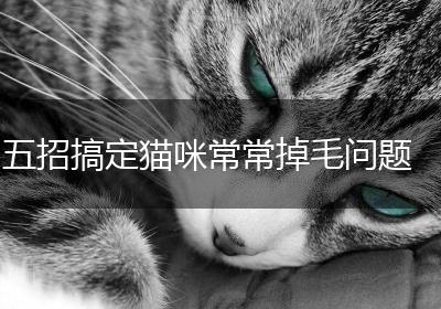 五招搞定猫咪常常掉毛问题