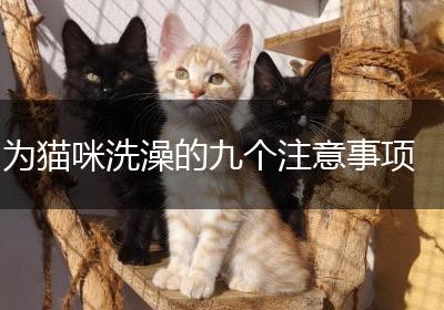 为猫咪洗澡的九个注意事项