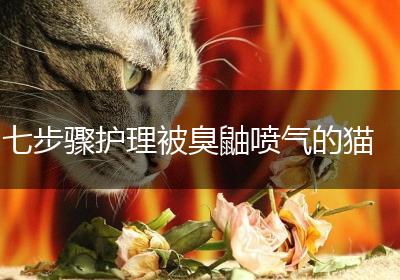 七步骤护理被臭鼬喷气的猫