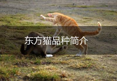 东方猫品种简介