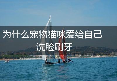 为什么宠物猫咪爱给自己洗脸刷牙