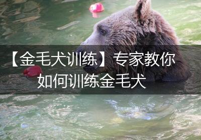 【金毛犬训练】专家教你如何训练金毛犬