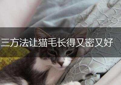 三方法让猫毛长得又密又好