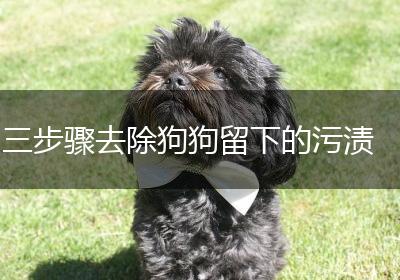 三步骤去除狗狗留下的污渍