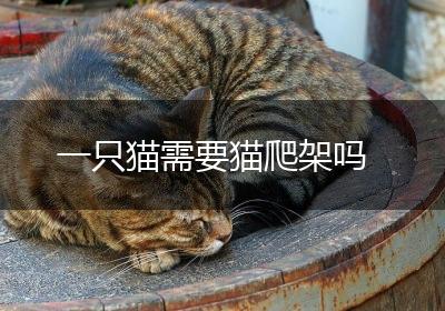 一只猫需要猫爬架吗