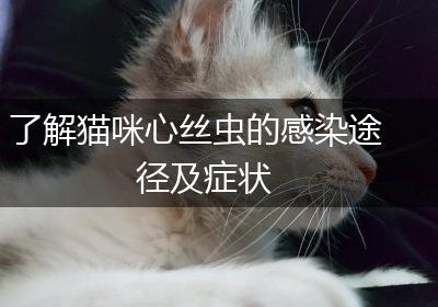 了解猫咪心丝虫的感染途径及症状