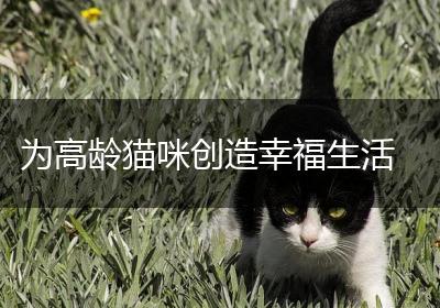 为高龄猫咪创造幸福生活
