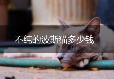 不纯的波斯猫多少钱