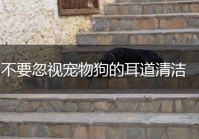 不要忽视宠物狗的耳道清洁