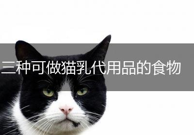三种可做猫乳代用品的食物