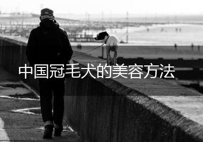 中国冠毛犬的美容方法