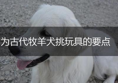 为古代牧羊犬挑玩具的要点