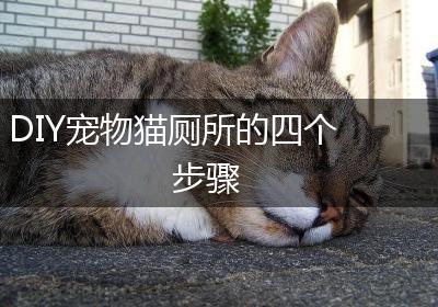 DIY宠物猫厕所的四个步骤