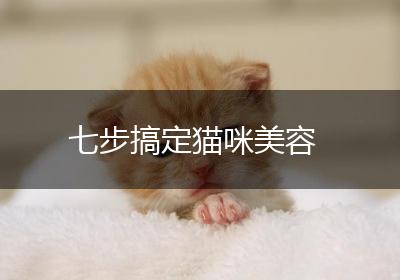 七步搞定猫咪美容