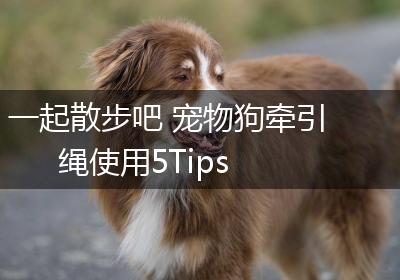 一起散步吧 宠物狗牵引绳使用5Tips