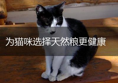 为猫咪选择天然粮更健康