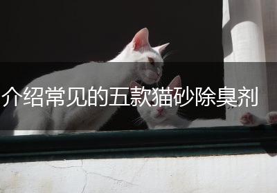 介绍常见的五款猫砂除臭剂