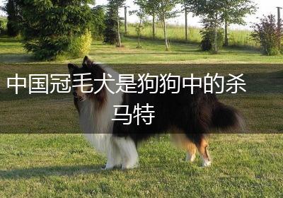 中国冠毛犬是狗狗中的杀马特