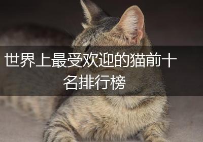 世界上最受欢迎的猫前十名排行榜