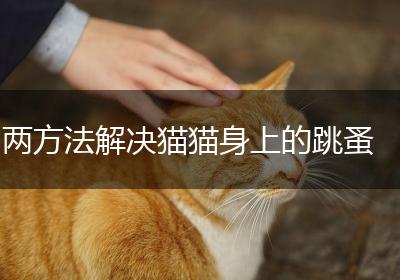 两方法解决猫猫身上的跳蚤