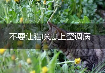 不要让猫咪患上空调病