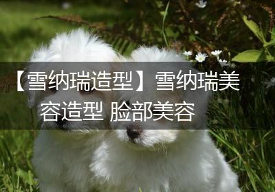 【雪纳瑞造型】雪纳瑞美容造型 脸部美容