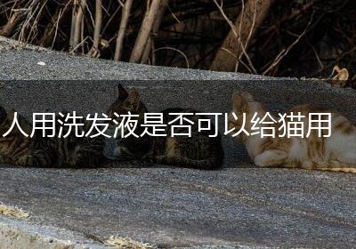 人用洗发液是否可以给猫用