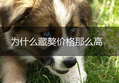 为什么藏獒价格那么高