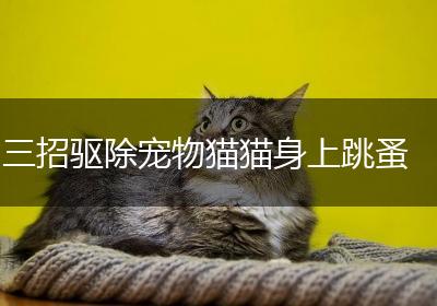 三招驱除宠物猫猫身上跳蚤