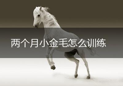 两个月小金毛怎么训练