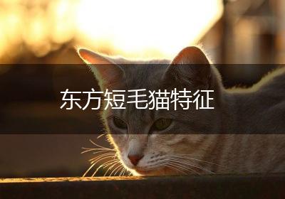 东方短毛猫特征