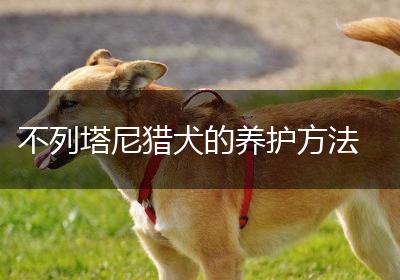 不列塔尼猎犬的养护方法