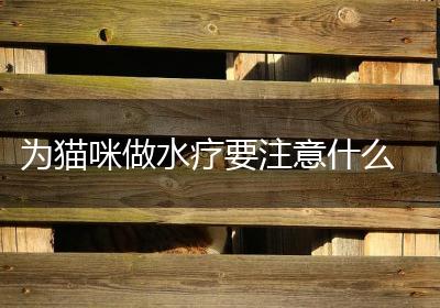 为猫咪做水疗要注意什么