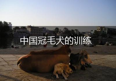 中国冠毛犬的训练